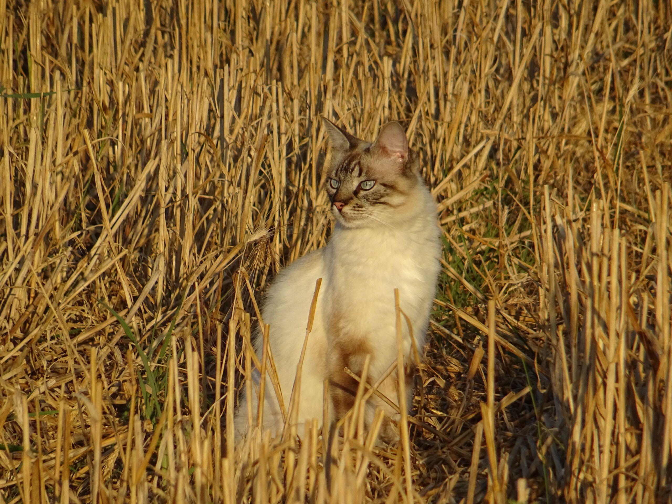 Visite d'animaux