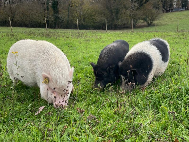 Garde d'animaux de la ferme