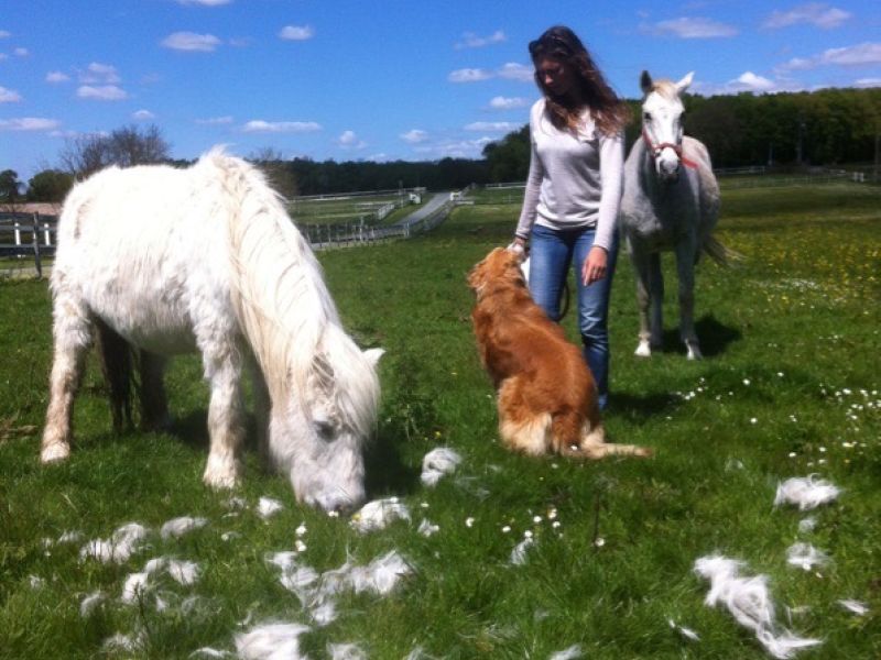 Garde d'animaux Domicile