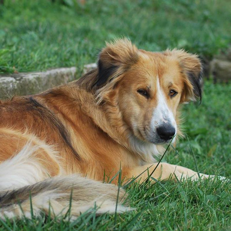 Gardiennage Chiens, chats, NAC