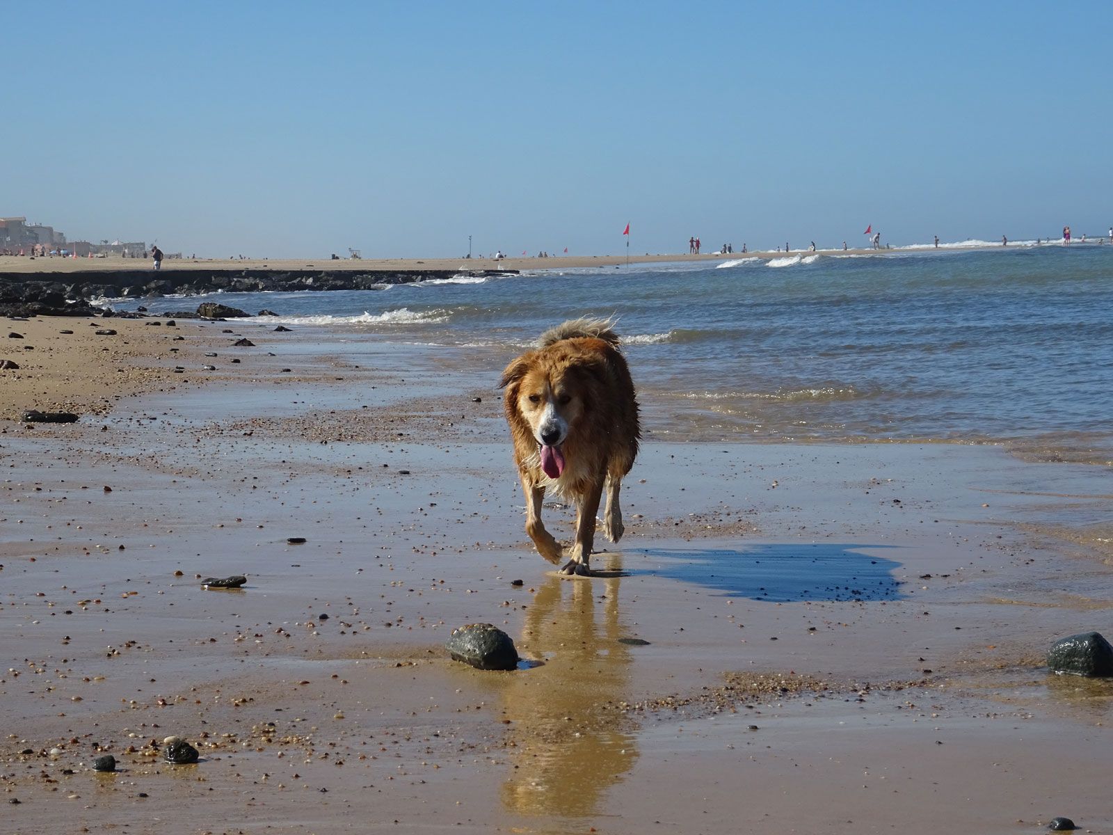 Promenade animaux