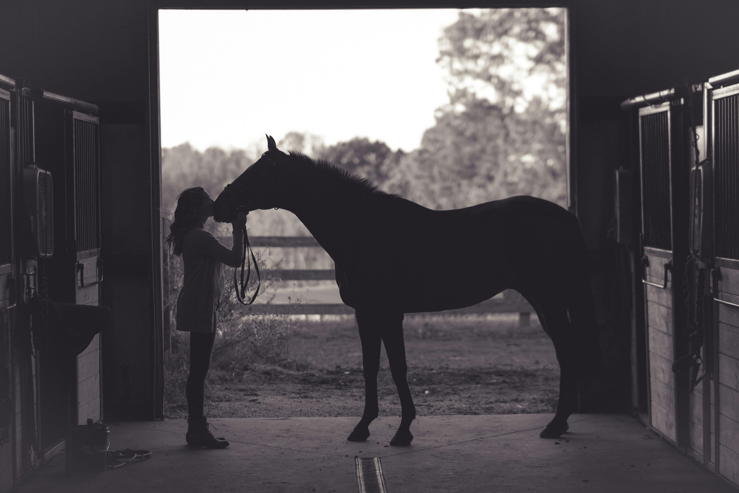 Travail des chevaux